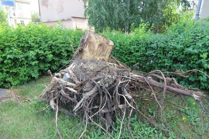 Professional stump grinding in Barcelona