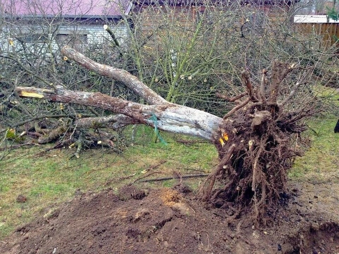 Suppression de buisson près de Barcelone