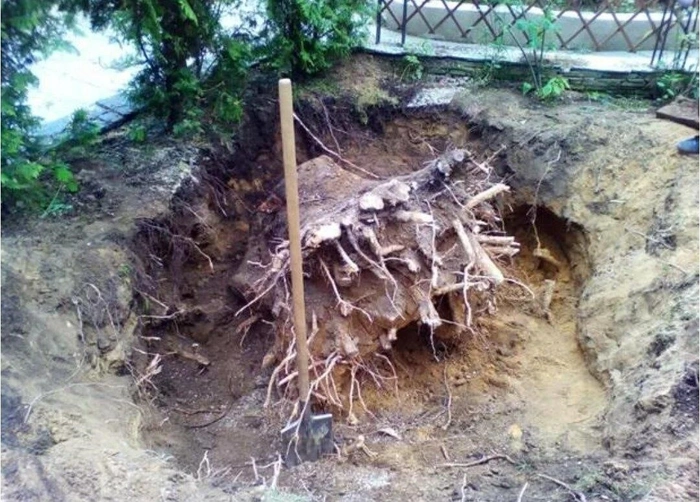 Naturaleza en terreno de Barcelona.