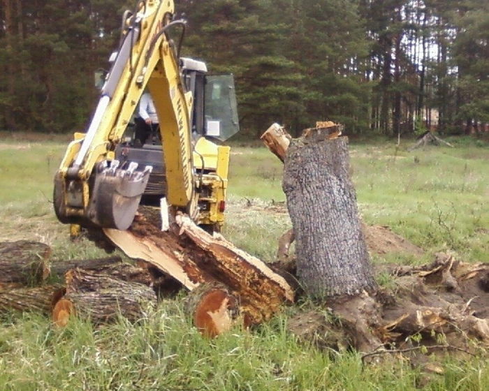 Tree stump removal service in Barcelona