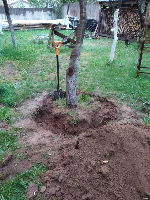 Affordable tree stump removal in Barcelona