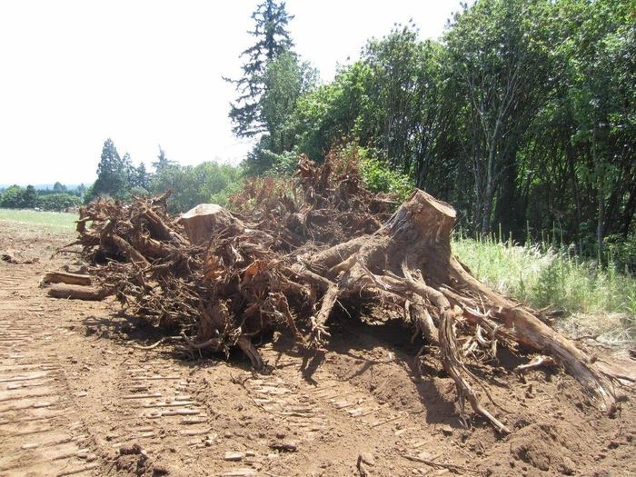 Raíces de árboles en terreno rural de Barcelona. 